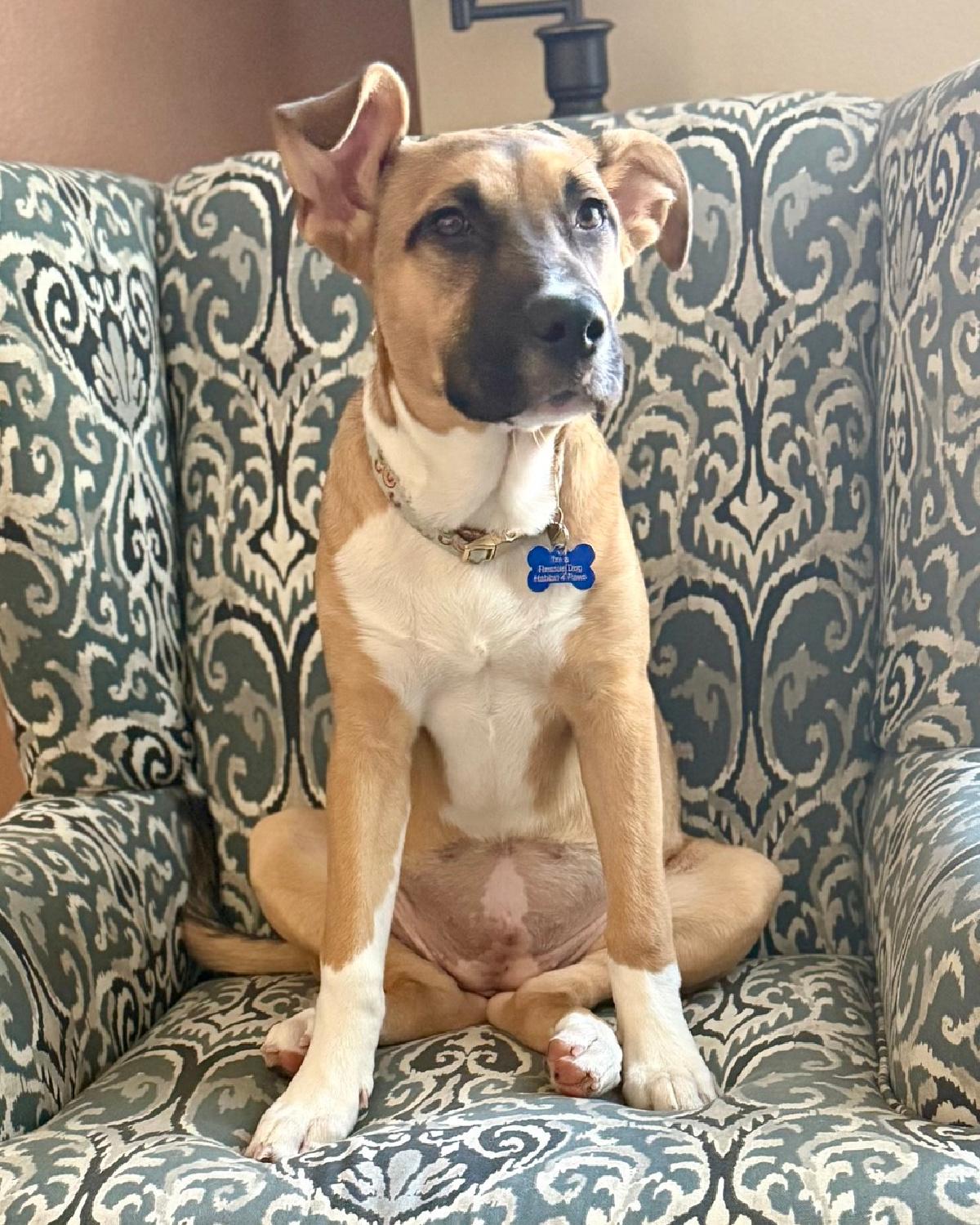 Enlarge Sadie, a ADOPTABLE mixed breed in Frisco, TX image 1/4