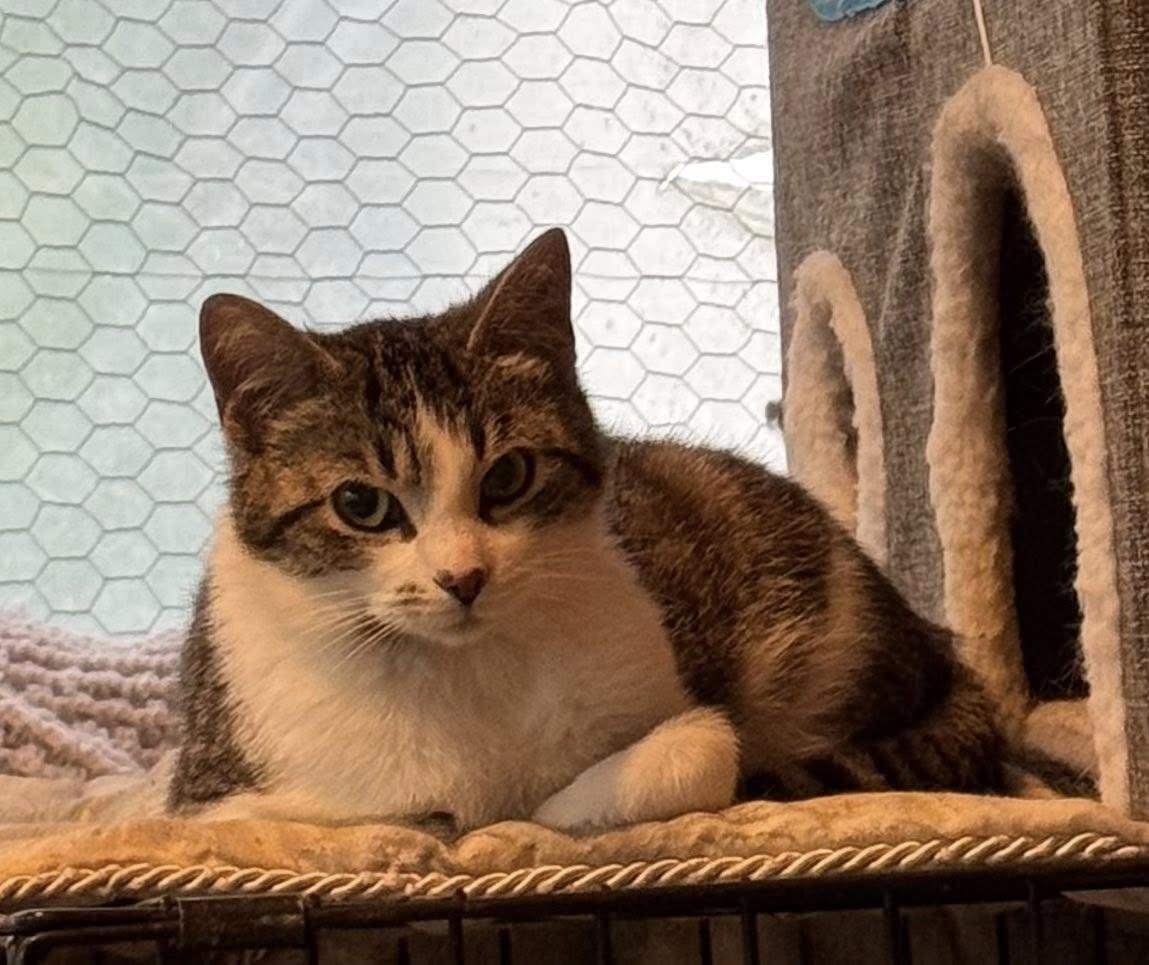 Shevaun, an adoptable Tabby in Ashton, ON, K0A 1B0 | Photo Image 6