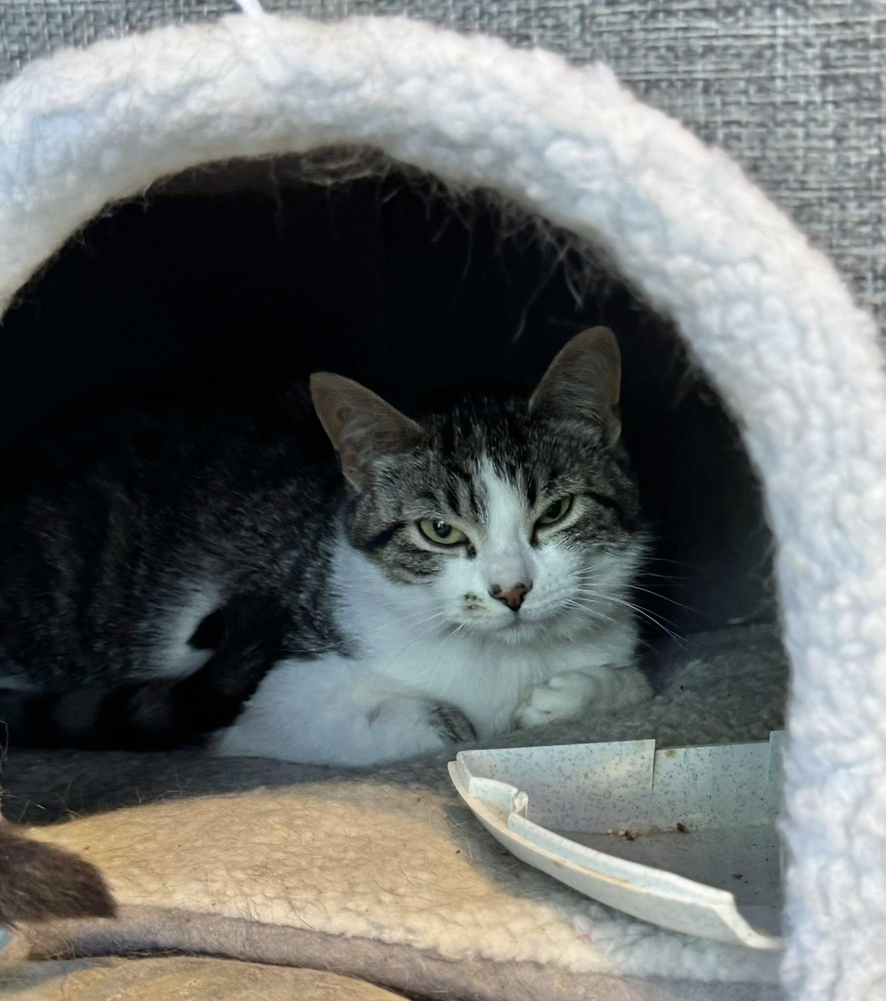 Shevaun, an adoptable Tabby in Ashton, ON, K0A 1B0 | Photo Image 4