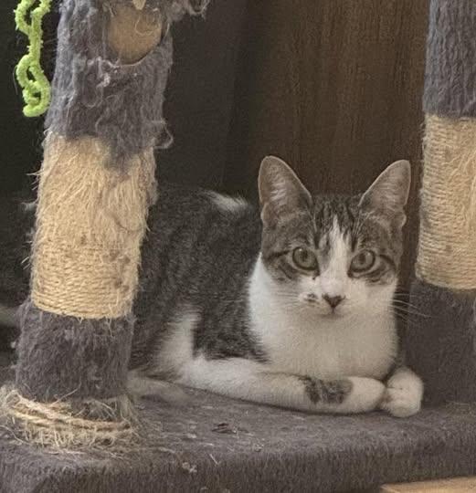 Shevaun, an adoptable Tabby in Ashton, ON, K0A 1B0 | Photo Image 3