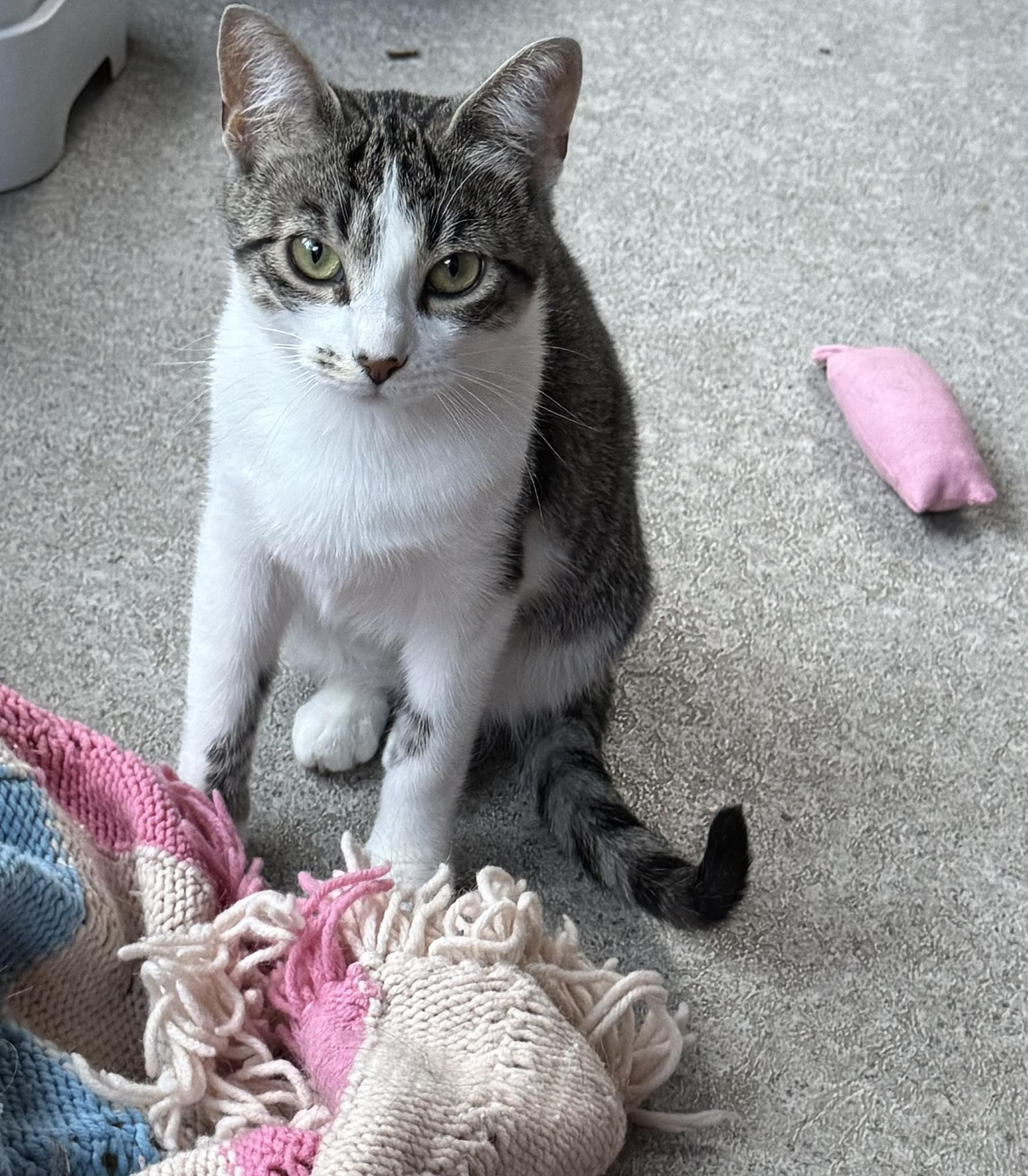 Shevaun, an adoptable Tabby in Ashton, ON, K0A 1B0 | Photo Image 1