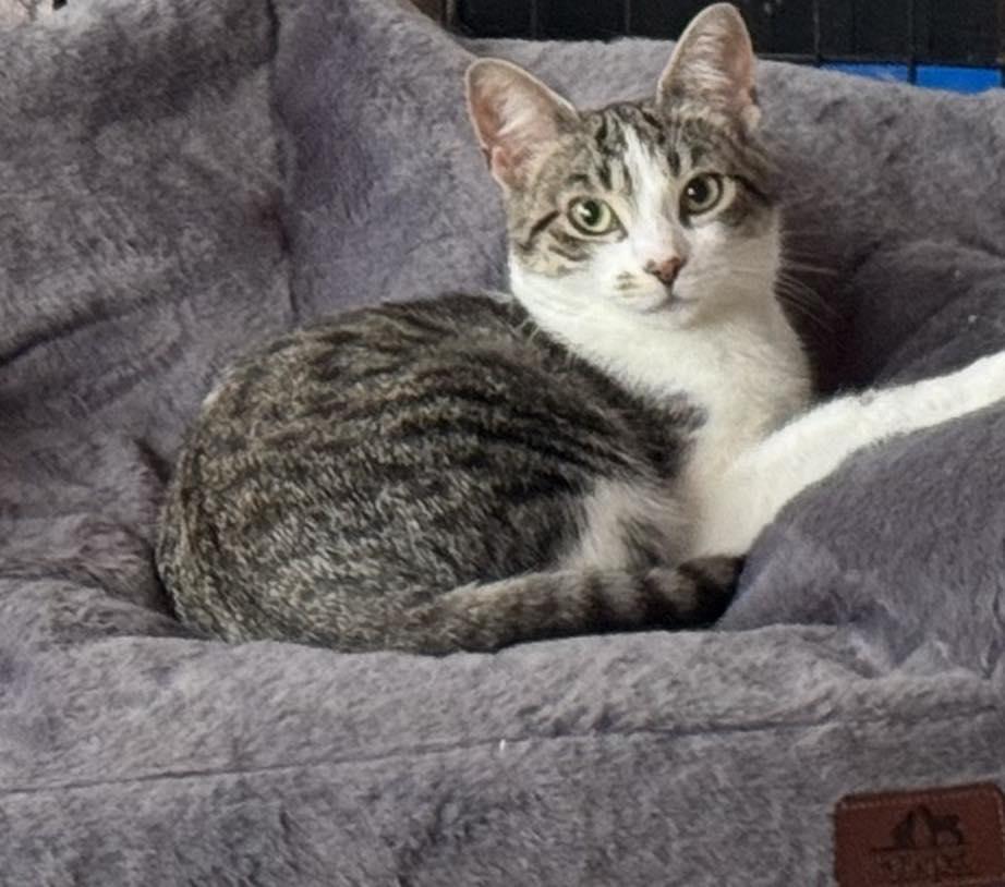 Shevaun, an adoptable Tabby in Ashton, ON, K0A 1B0 | Photo Image 2