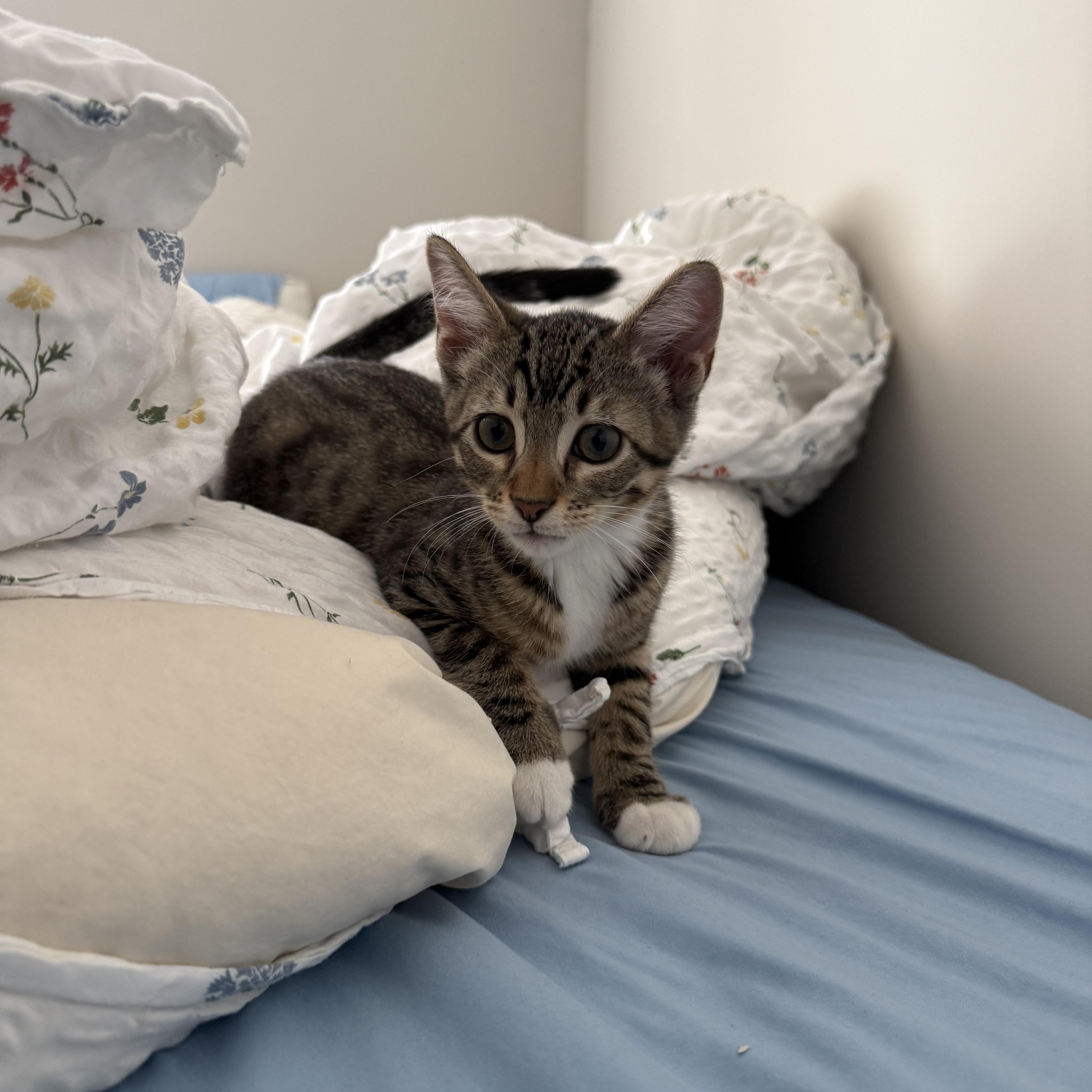 Forest, a Adoptable Domestic Short Hair in Mississippi State, MS image 5/6