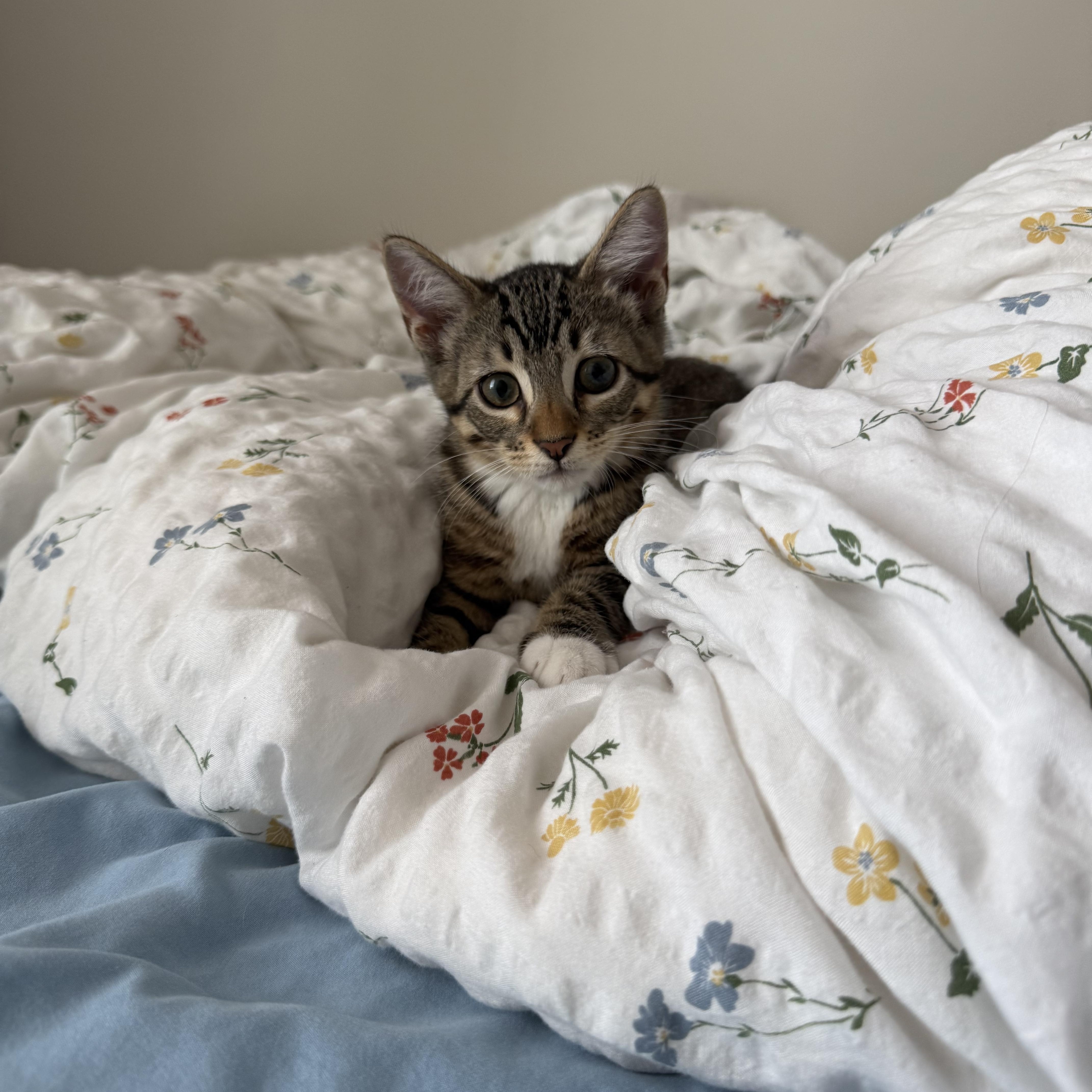 Forest, Adoptable, Kitten Male Domestic Short Hair.
