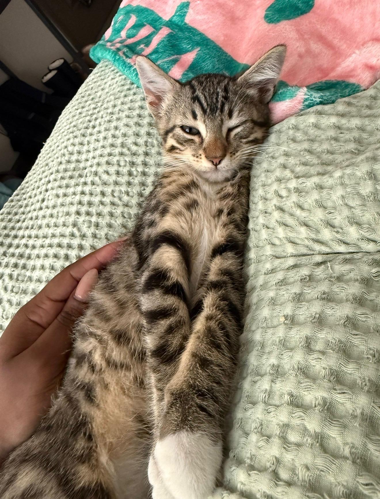 Forest, a Adoptable Domestic Short Hair in Mississippi State, MS image 4/6