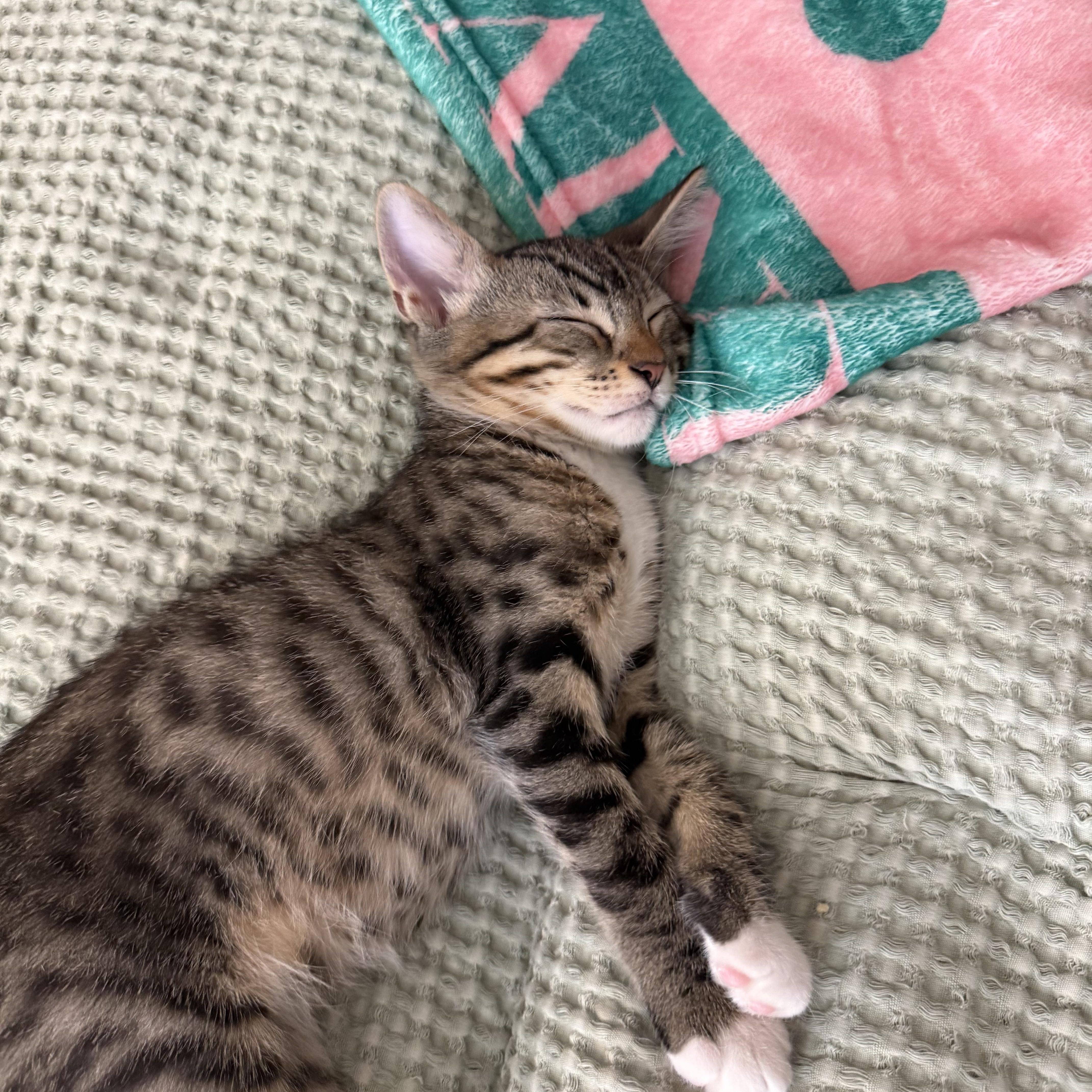 Forest, a Adoptable Domestic Short Hair in Mississippi State, MS image 2/6