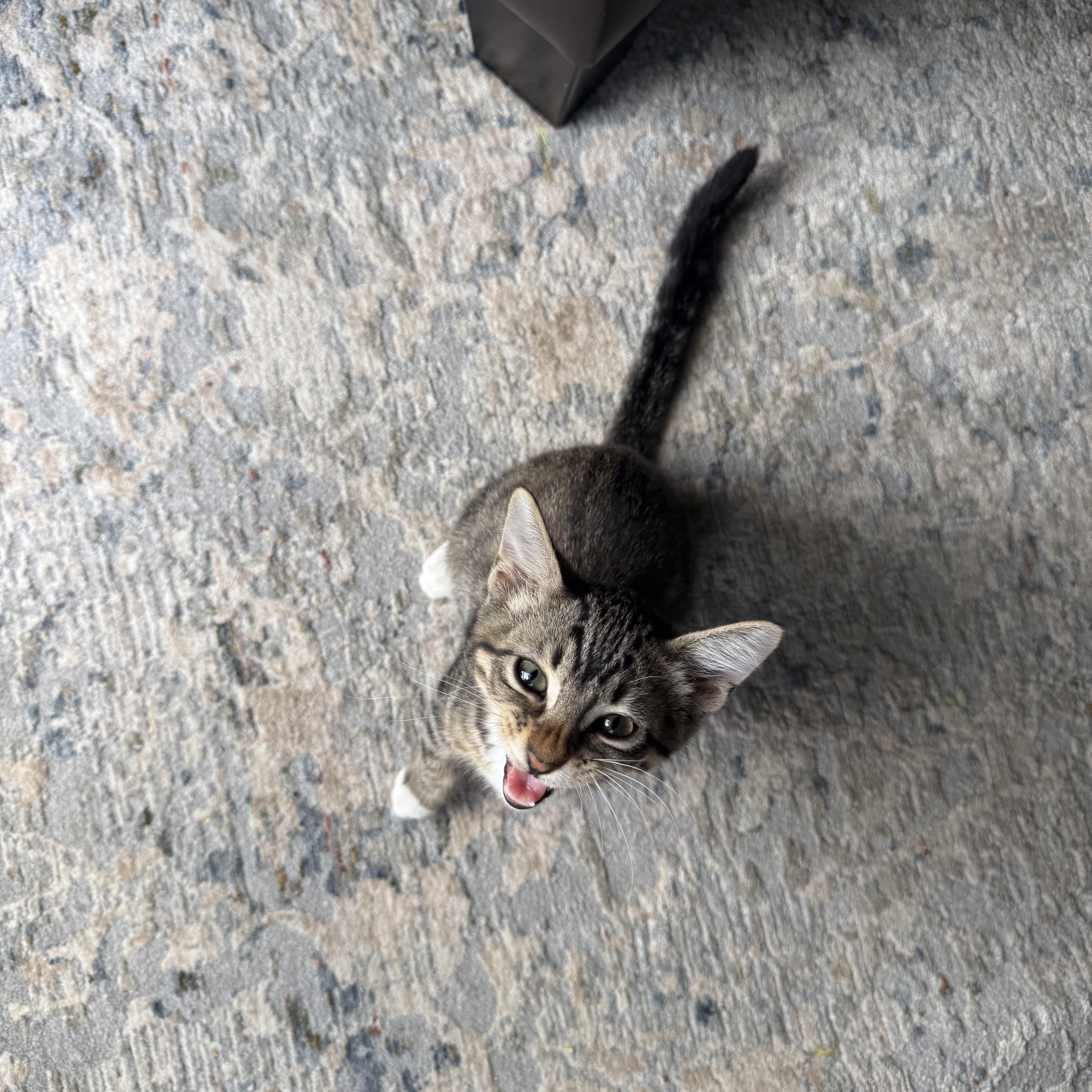 Forest, a Adoptable Domestic Short Hair in Mississippi State, MS image 6/6
