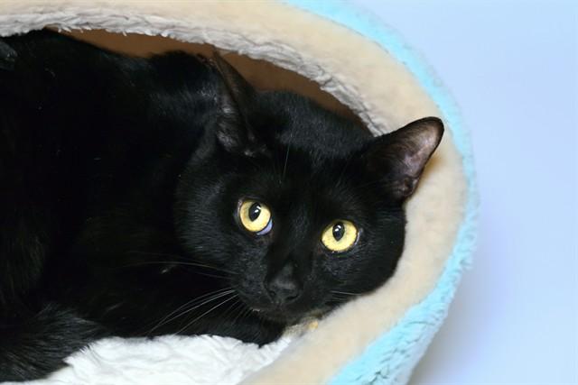 MARTEL, Adoptable, Adult Male Domestic Short Hair.