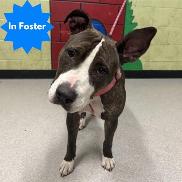 Enlarge QUINLAN, a Adoptable mixed breed in Indianapolis, IN image 1/1