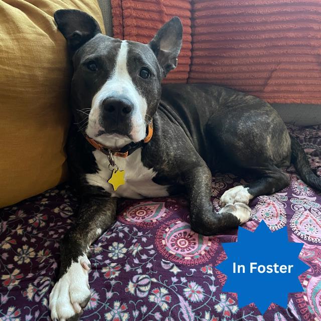 QUINLAN, Adoptable, Young Female Pit Bull Terrier & Mixed Breed.