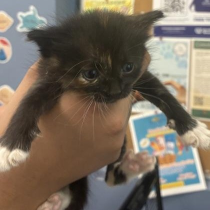Enlarge Sadie, an adoptable Domestic Short Hair in Converse, TX image 2/2