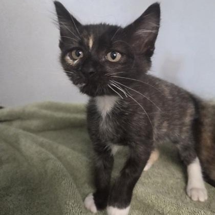 Sadie, adoptable, Young Female Domestic Short Hair.