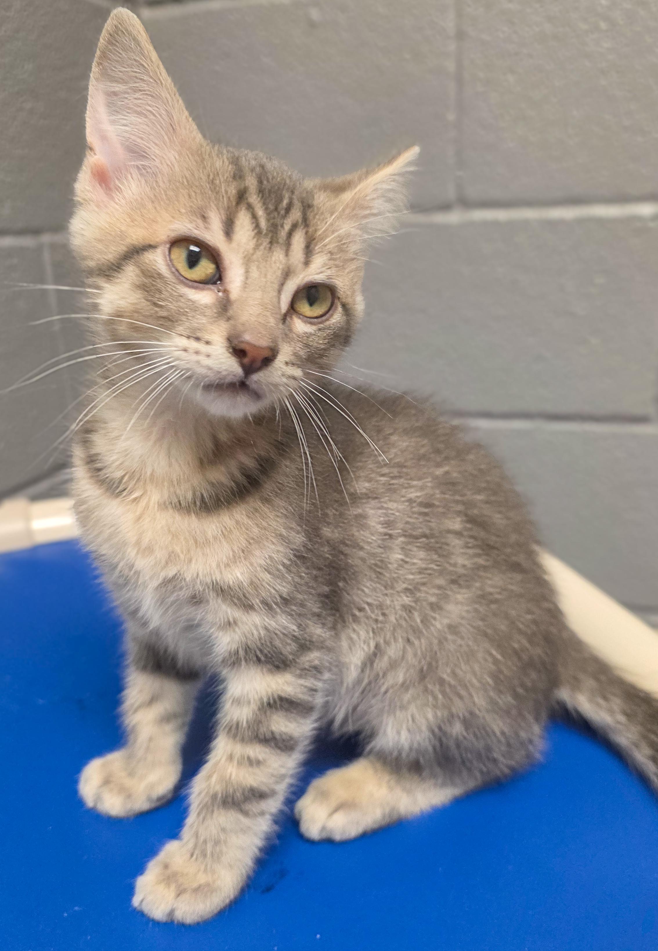 Comet, adopted, Kitten Male Tabby.