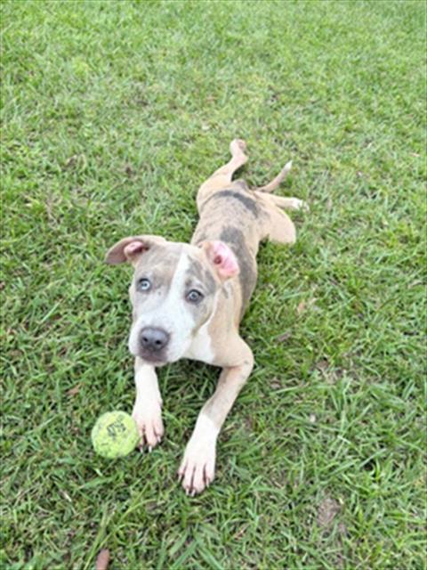 Enlarge A524321, a Adoptable mixed breed in Wilmington, NC image 1/1