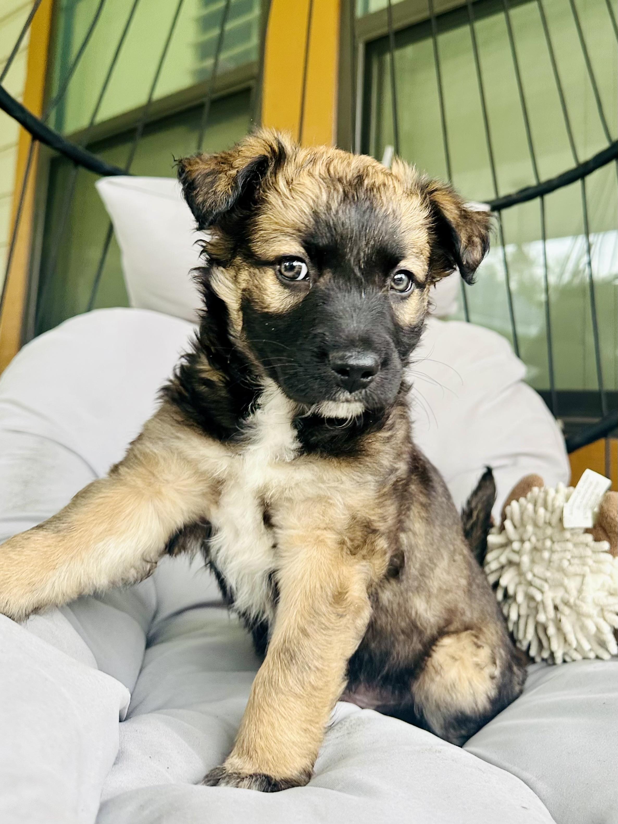 Enlarge Aspen, an adopted mixed breed in Hartford , CT image 4/6