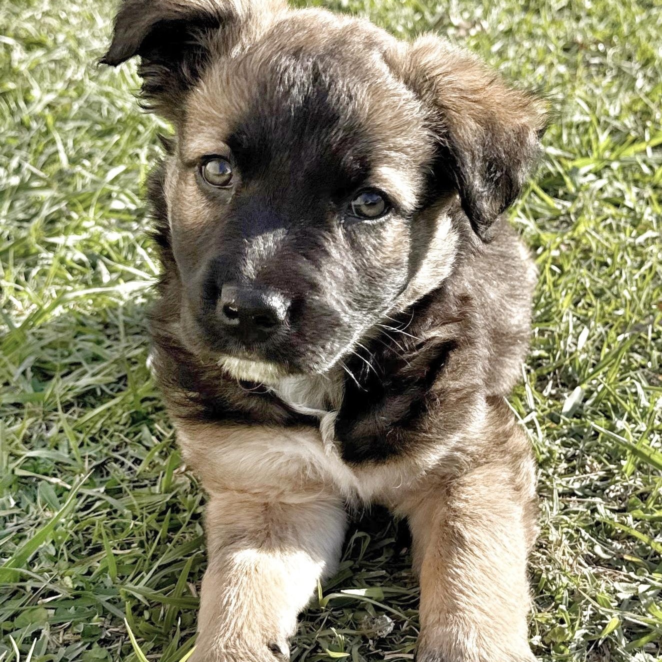 Aspen, adopted, Puppy Male Australian Shepherd.