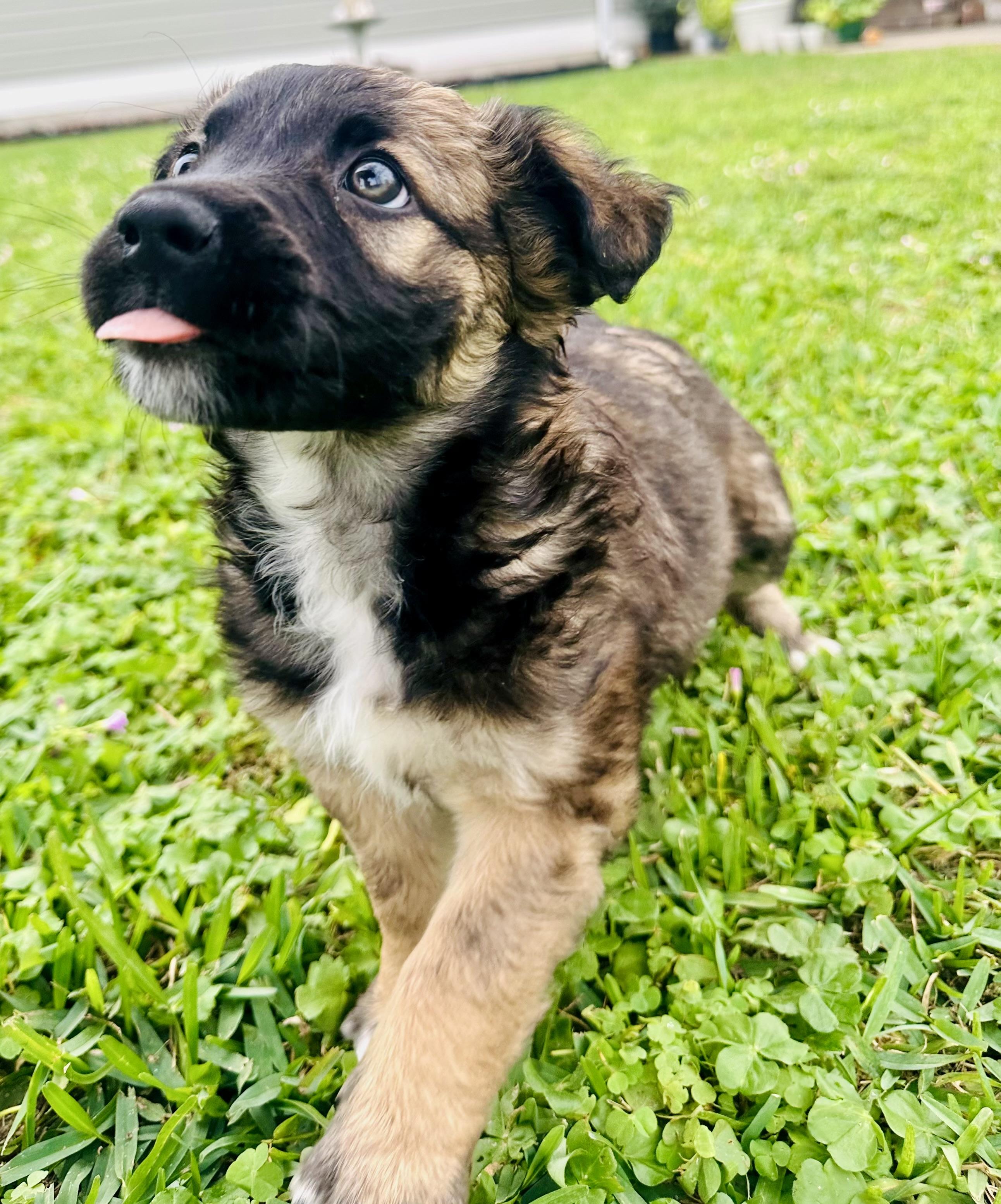 Enlarge Aspen, an adopted mixed breed in Hartford , CT image 2/6