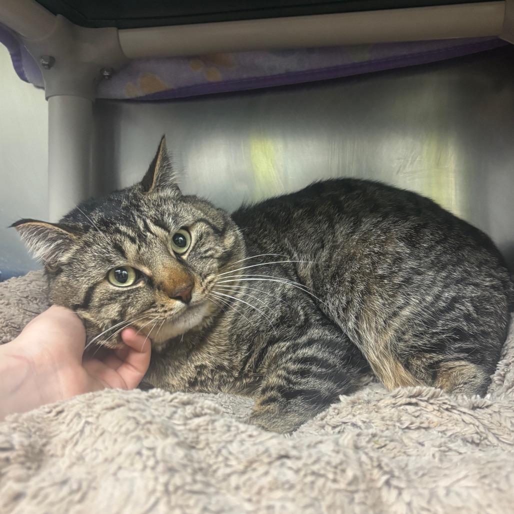 LumberJack, Adoptable, Adult Male Domestic Short Hair.