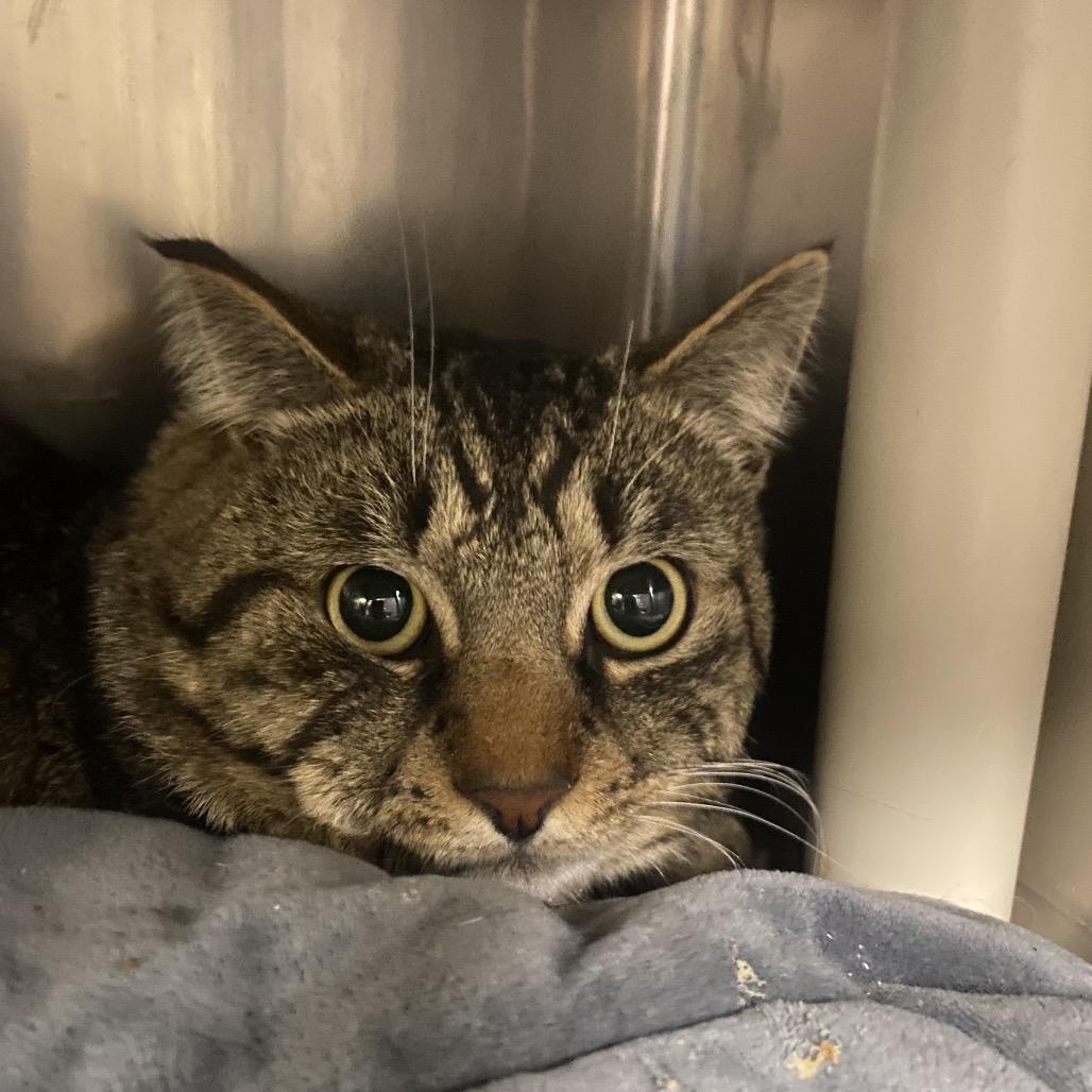 Enlarge LumberJack, a Adoptable Domestic Short Hair in Canastota, NY image 2/4