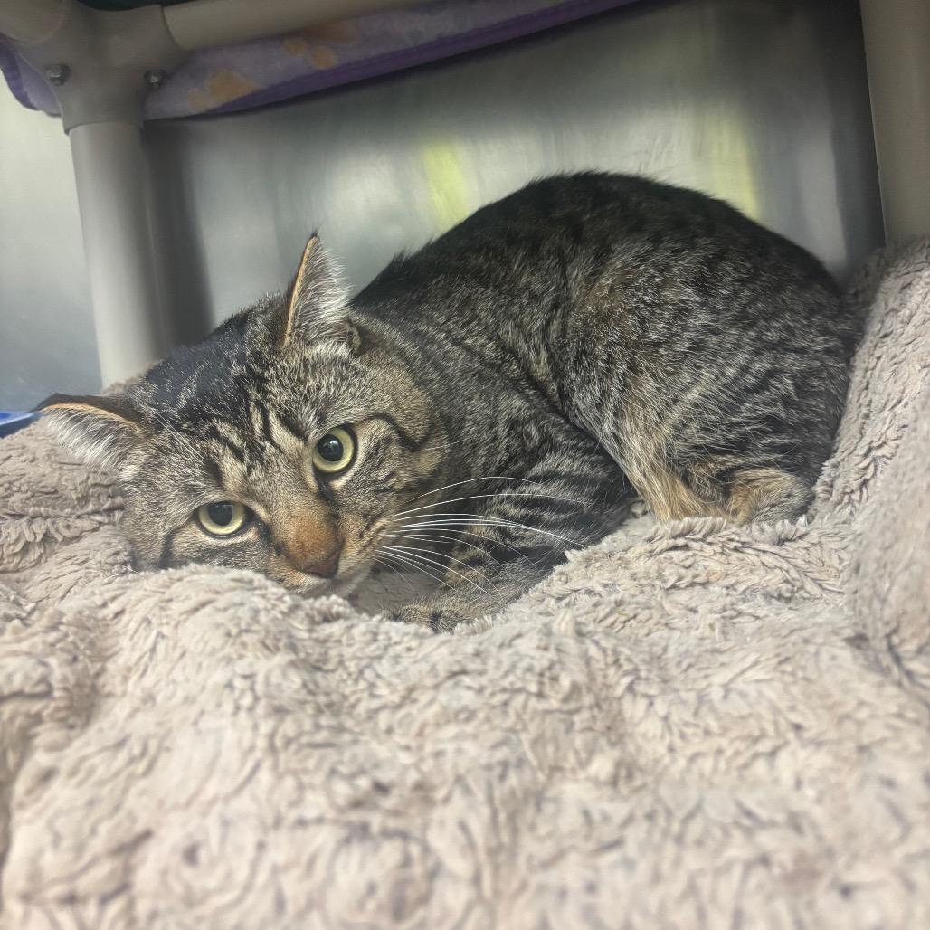 Enlarge LumberJack, a Adoptable Domestic Short Hair in Canastota, NY image 4/4