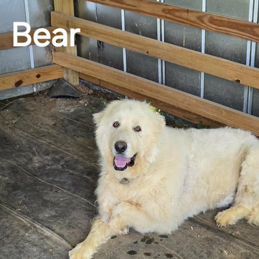 Bear, ADOPTABLE, Adult Male Great Pyrenees.
