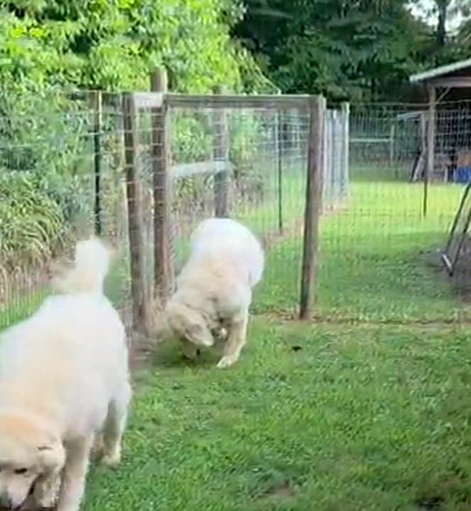 Enlarge Bear, a ADOPTABLE Great Pyrenees in Murphy, NC video 2/3