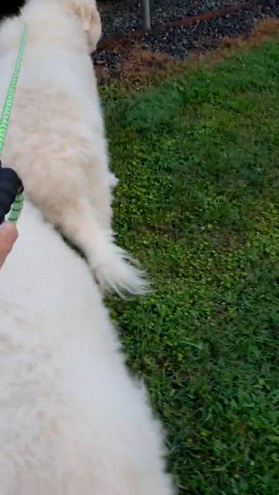 Enlarge Bear, a ADOPTABLE Great Pyrenees in Murphy, NC video 3/3