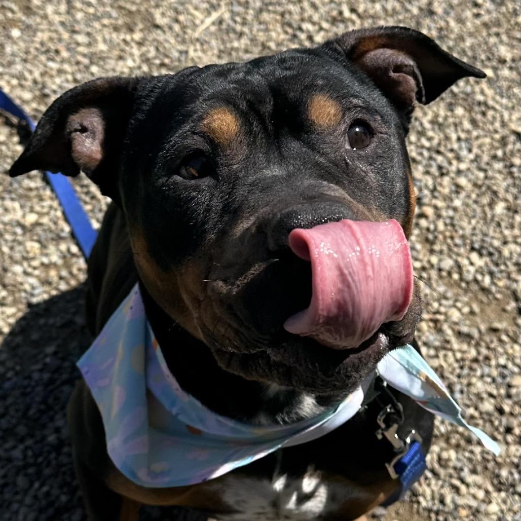 Arabella, Adoptable, Adult Female English Bulldog.