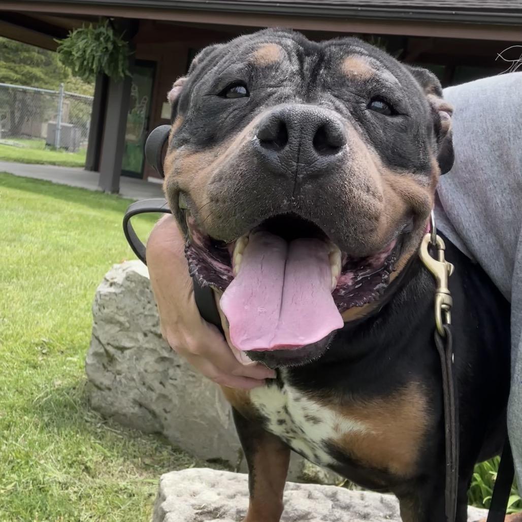 Arabella, a Adoptable English Bulldog in Columbia Station, OH image 4/6