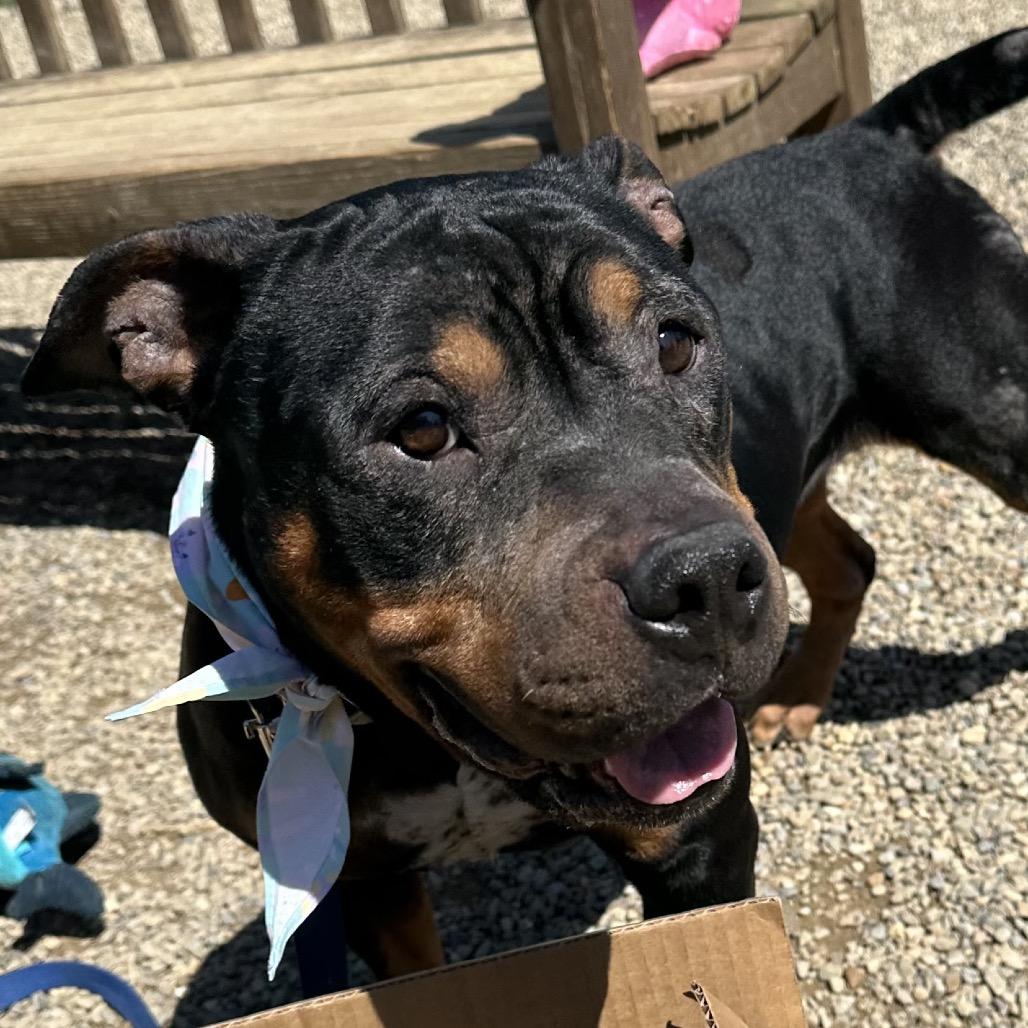 Enlarge Arabella, a Adoptable English Bulldog in Columbia Station, OH image 6/6