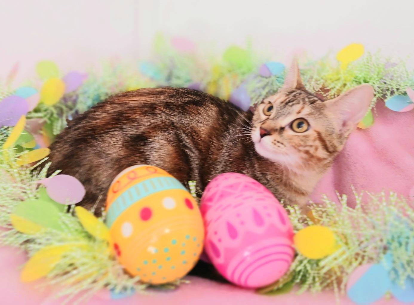 Enlarge Ivy Celeste Snugglepaws, a ADOPTABLE mixed breed in Mesa, AZ image 2/3