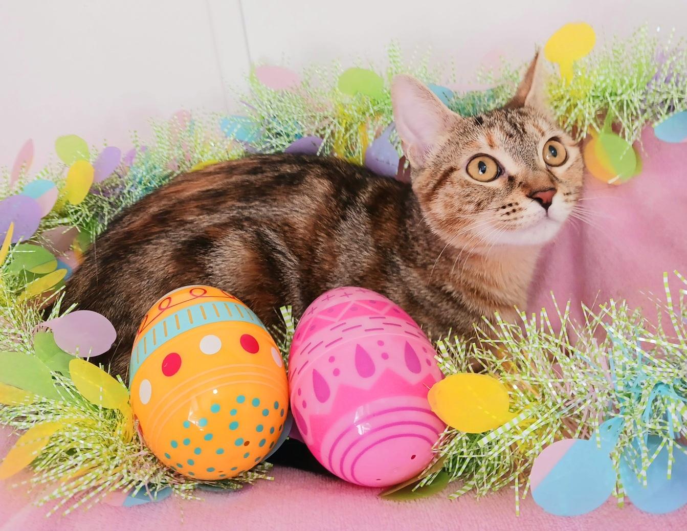 Enlarge Ivy Celeste Snugglepaws, a ADOPTABLE mixed breed in Mesa, AZ image 3/3