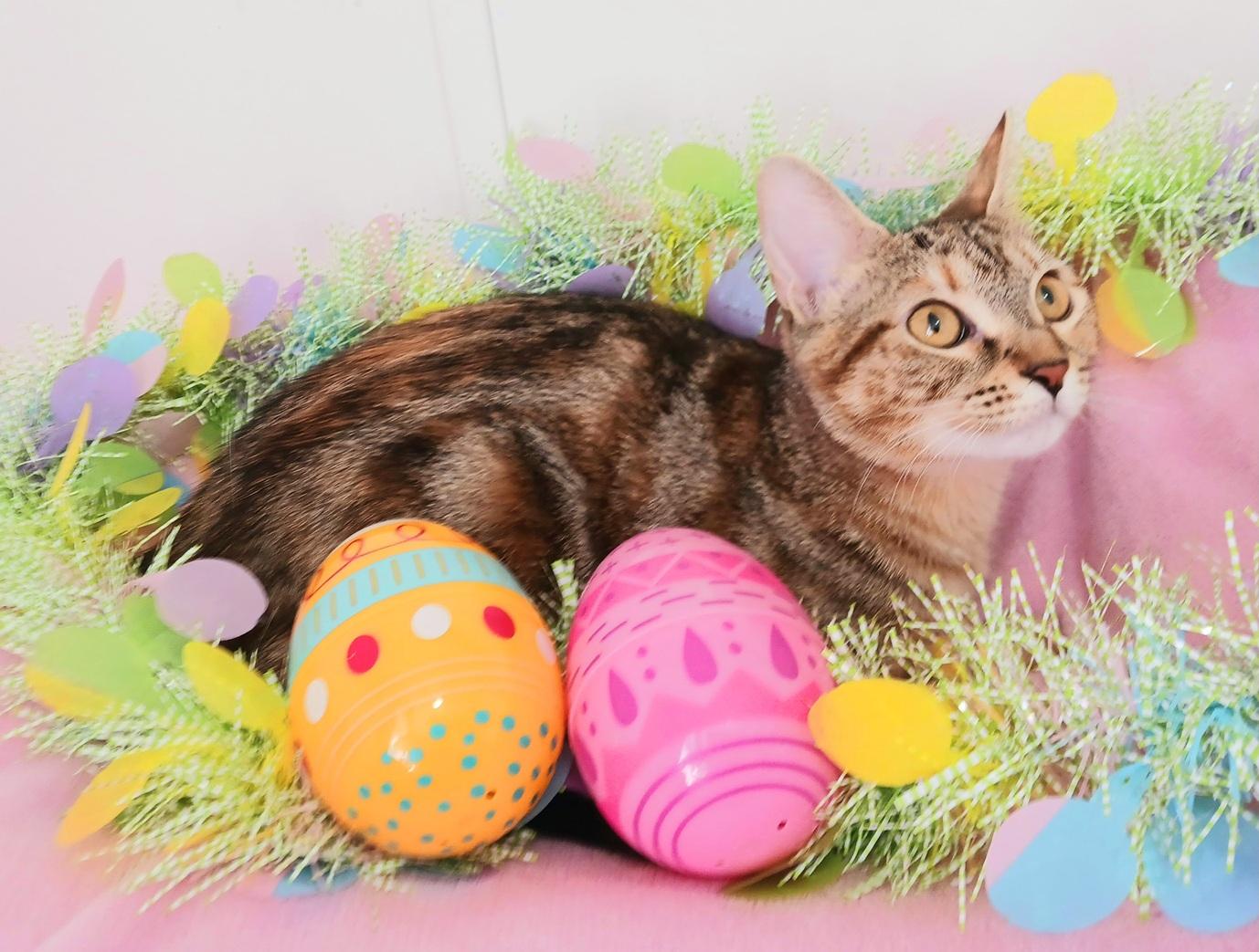 Ivy Celeste Snugglepaws, ADOPTABLE, Kitten Female Bengal & Tabby.