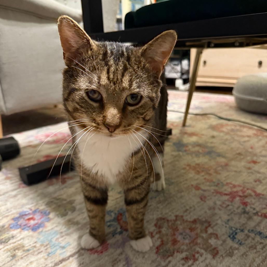 Mr. Socks, Adoptable, Adult Male Domestic Short Hair.