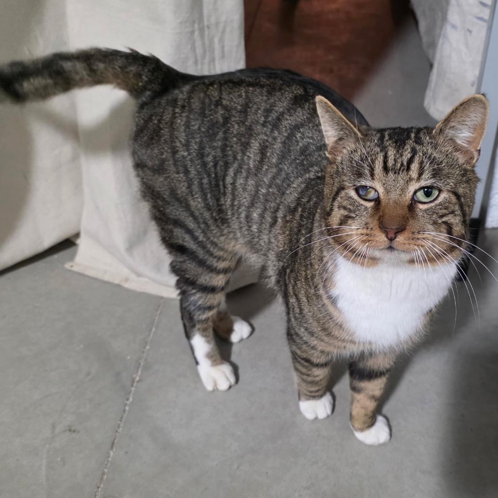 Enlarge Mr. Socks, a Adoptable Domestic Short Hair in Granville, OH image 2/6