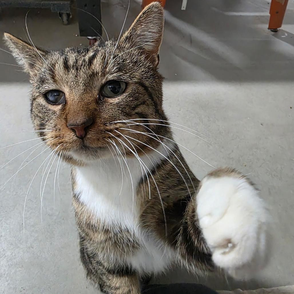 Enlarge Mr. Socks, a Adoptable Domestic Short Hair in Granville, OH image 3/6