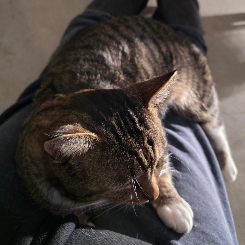 Enlarge Mr. Socks, a Adoptable Domestic Short Hair in Granville, OH image 4/6