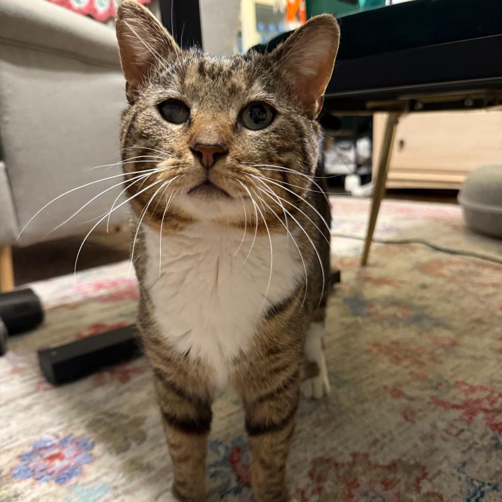 Enlarge Mr. Socks, a Adoptable Domestic Short Hair in Granville, OH image 5/6