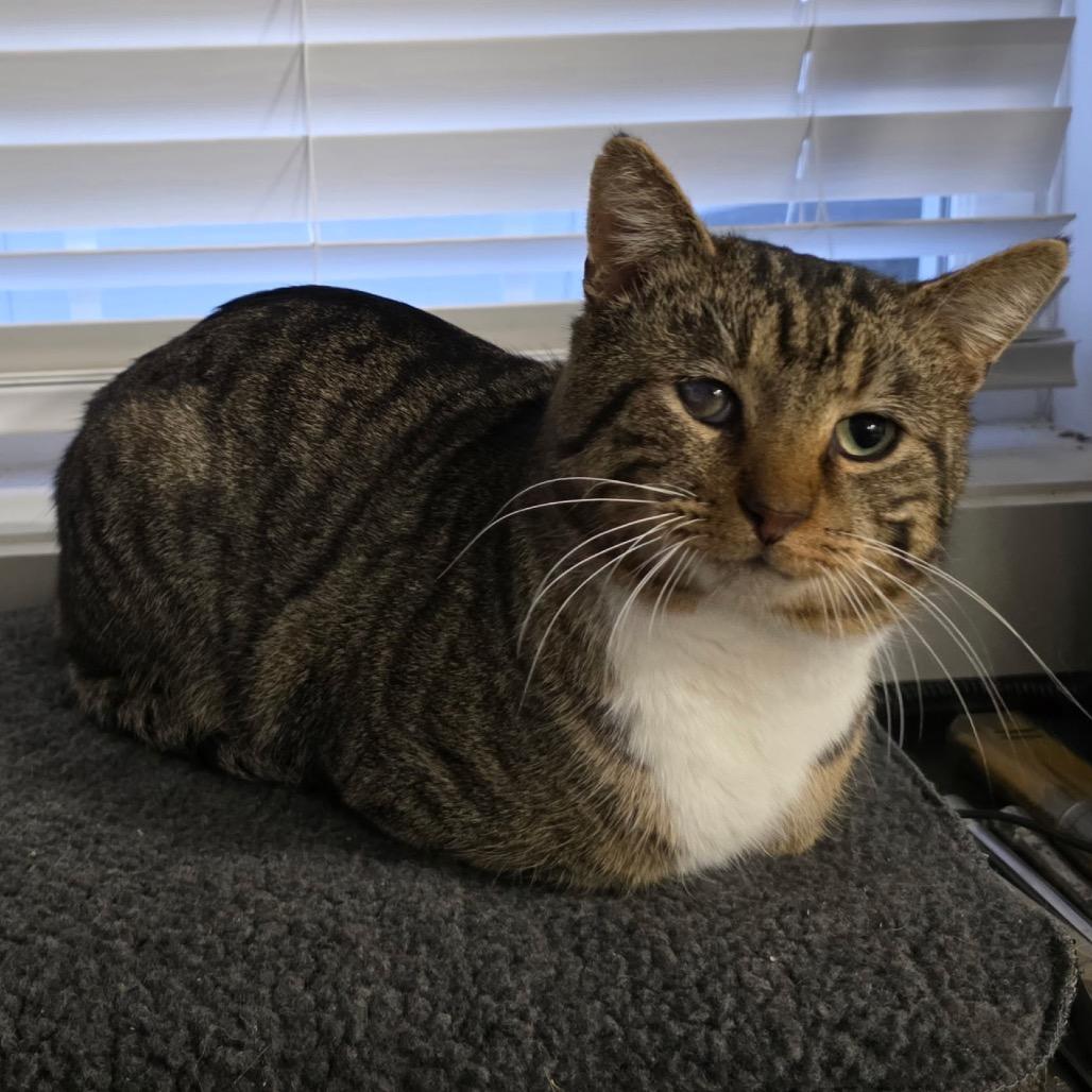 Enlarge Mr. Socks, a Adoptable Domestic Short Hair in Granville, OH image 6/6