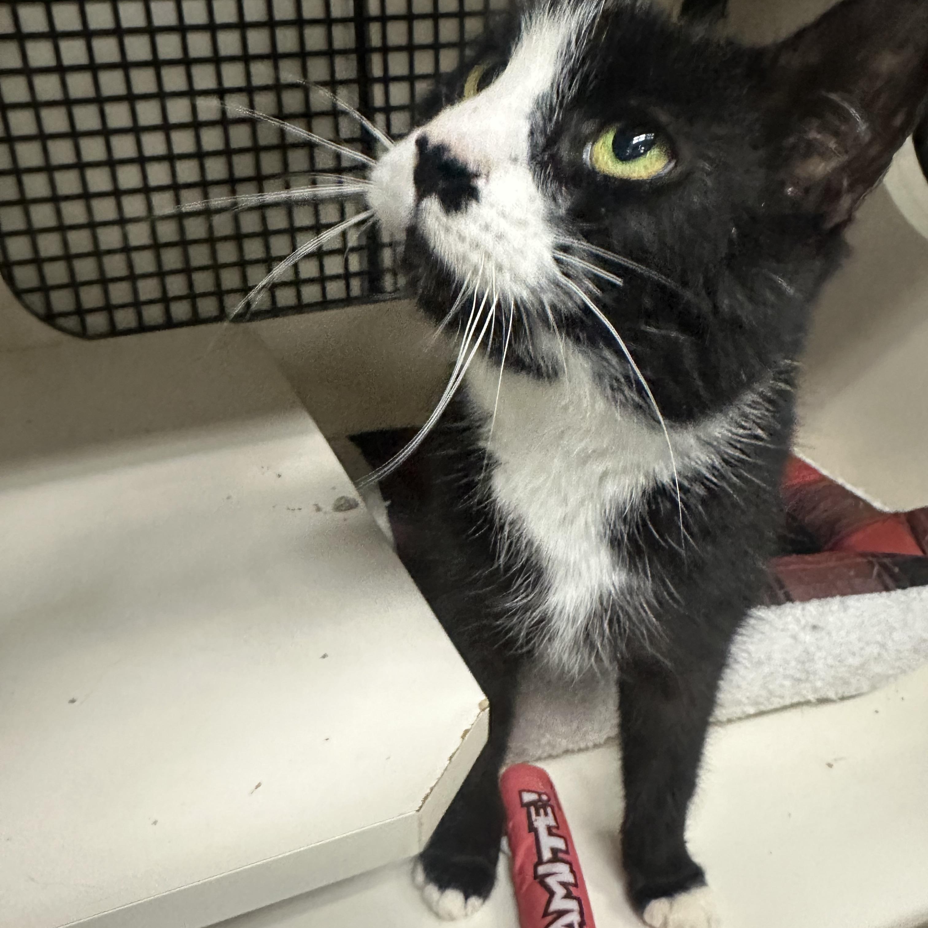 Enlarge Obsidian, a ADOPTABLE Domestic Short Hair in Easley, SC image 4/4