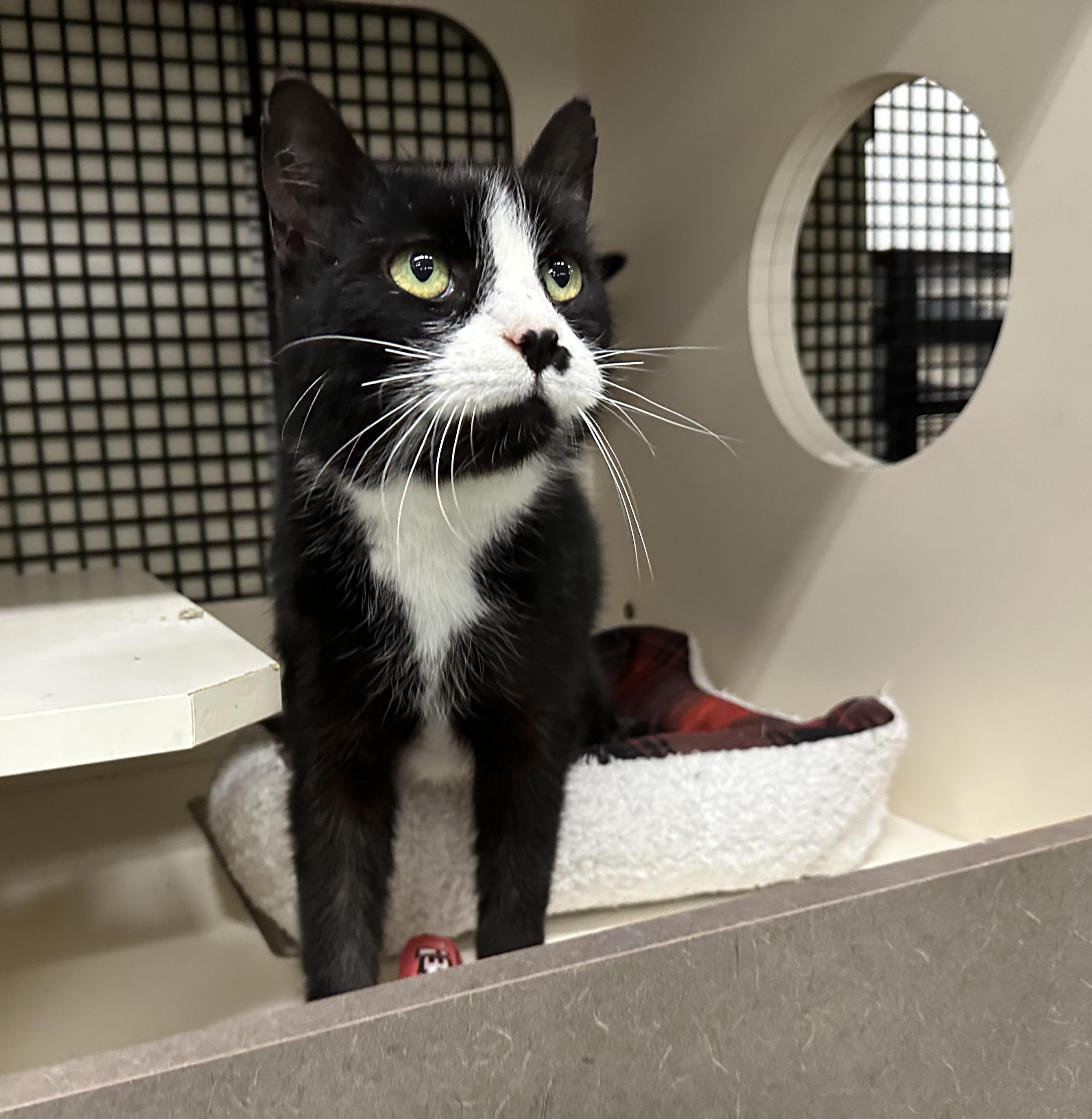 Enlarge Obsidian, a ADOPTABLE Domestic Short Hair in Easley, SC image 2/4