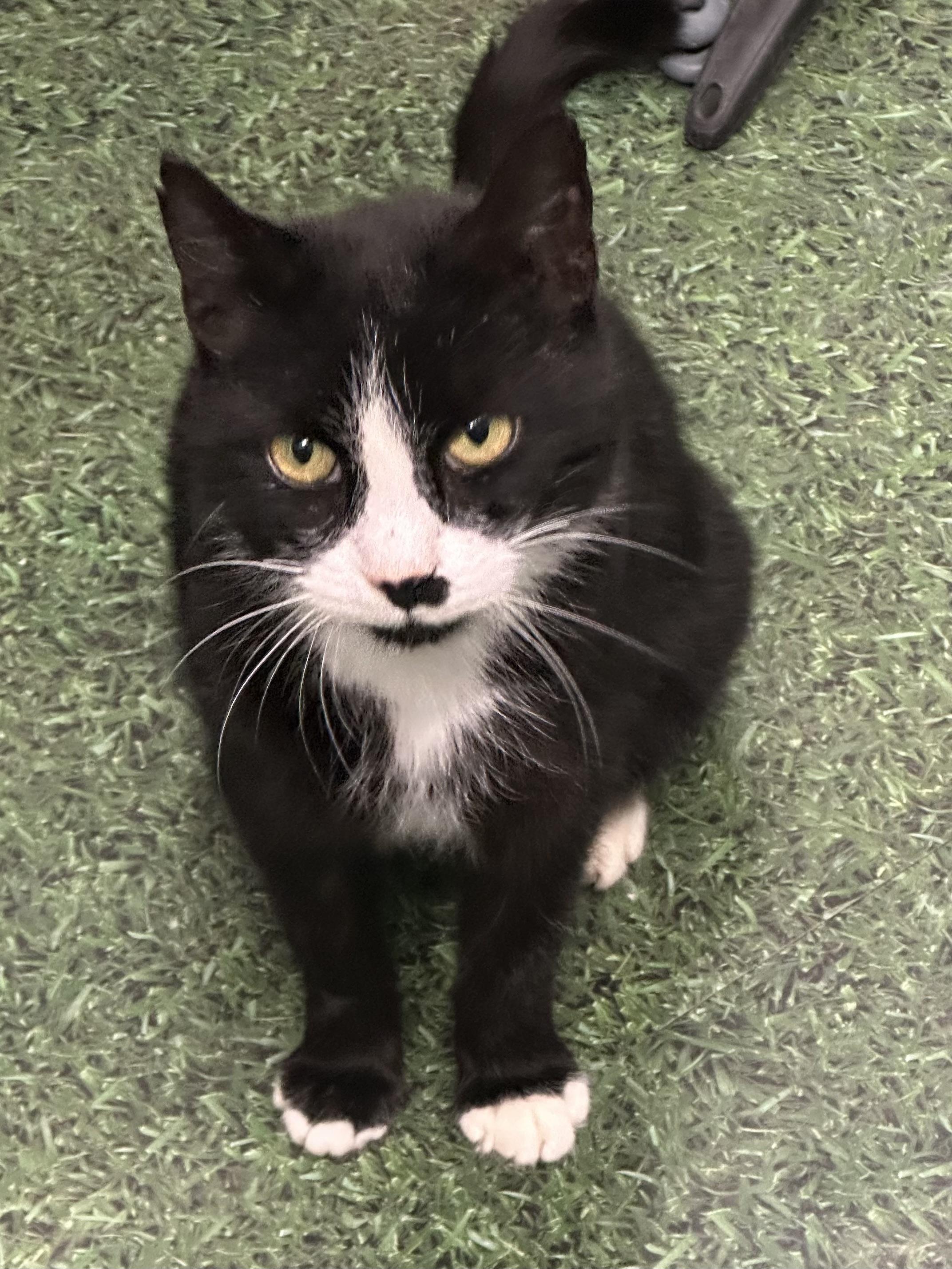 Enlarge Obsidian, a ADOPTABLE Domestic Short Hair in Easley, SC image 1/4