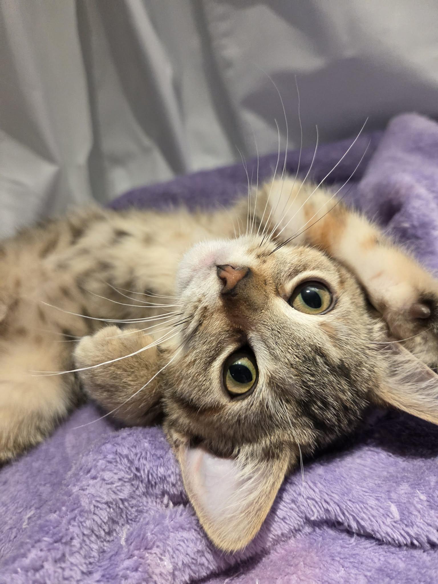 Orion, adopted, Young Female Domestic Short Hair.