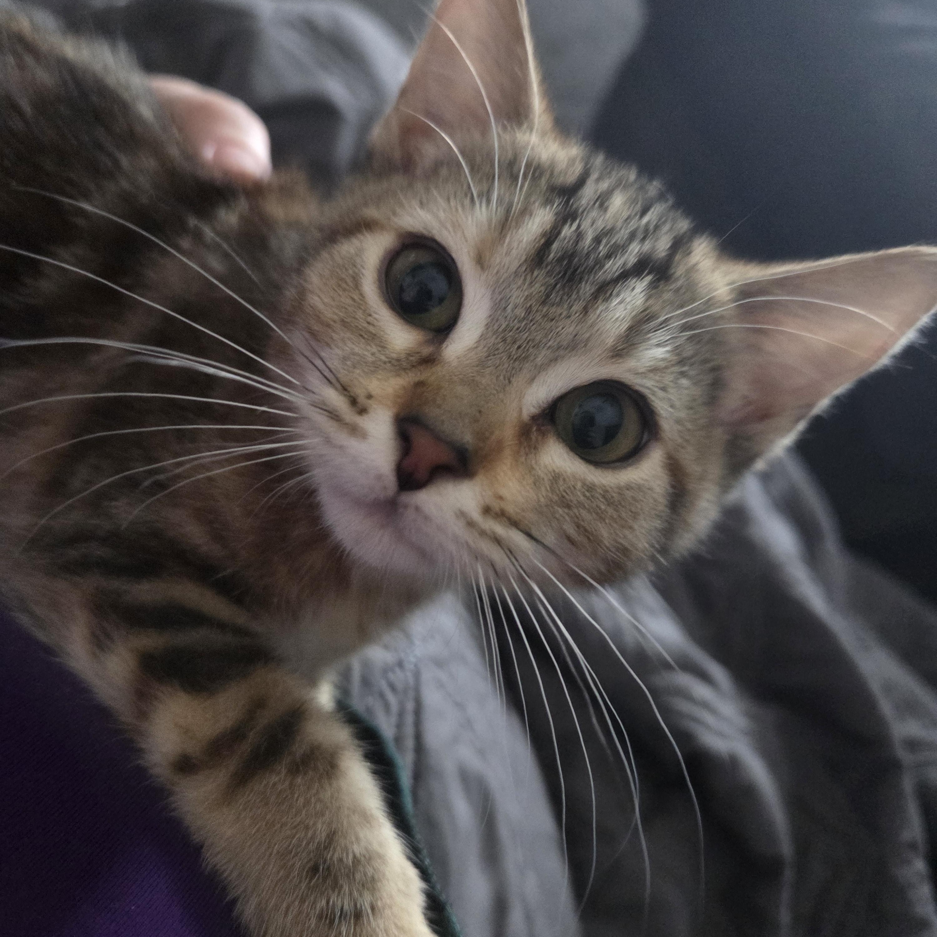 Enlarge Orion, an adopted Domestic Short Hair in Nashville, TN image 2/2