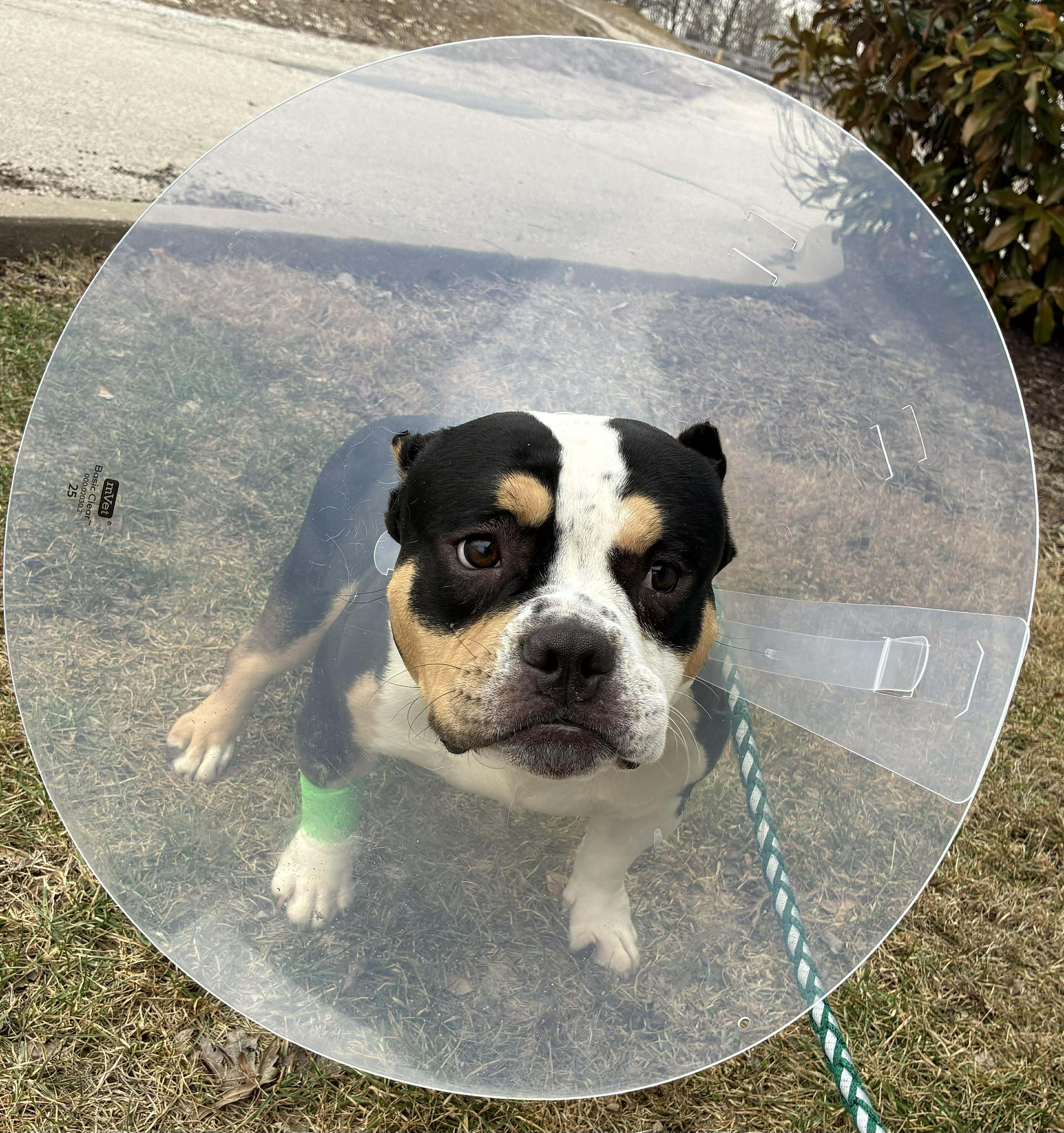 Enlarge Chess, a Adoptable mixed breed in Petersburg, IL image 2/4