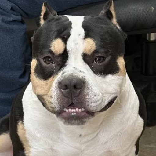 Enlarge Chess, a Adoptable mixed breed in Petersburg, IL image 1/4