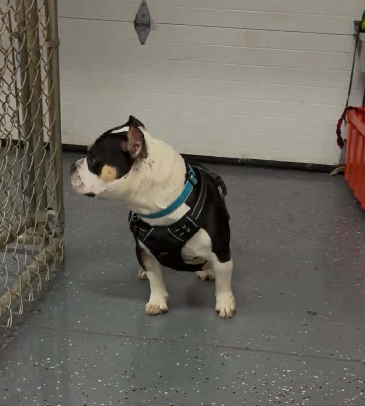 Enlarge Chess, a Adoptable mixed breed in Petersburg, IL image 3/4