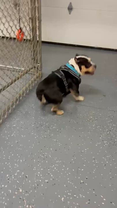 Enlarge Chess, a Adoptable mixed breed in Petersburg, IL video 4/4