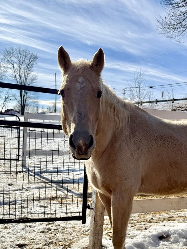 Wiley, Adoptable, Senior Male Grade.