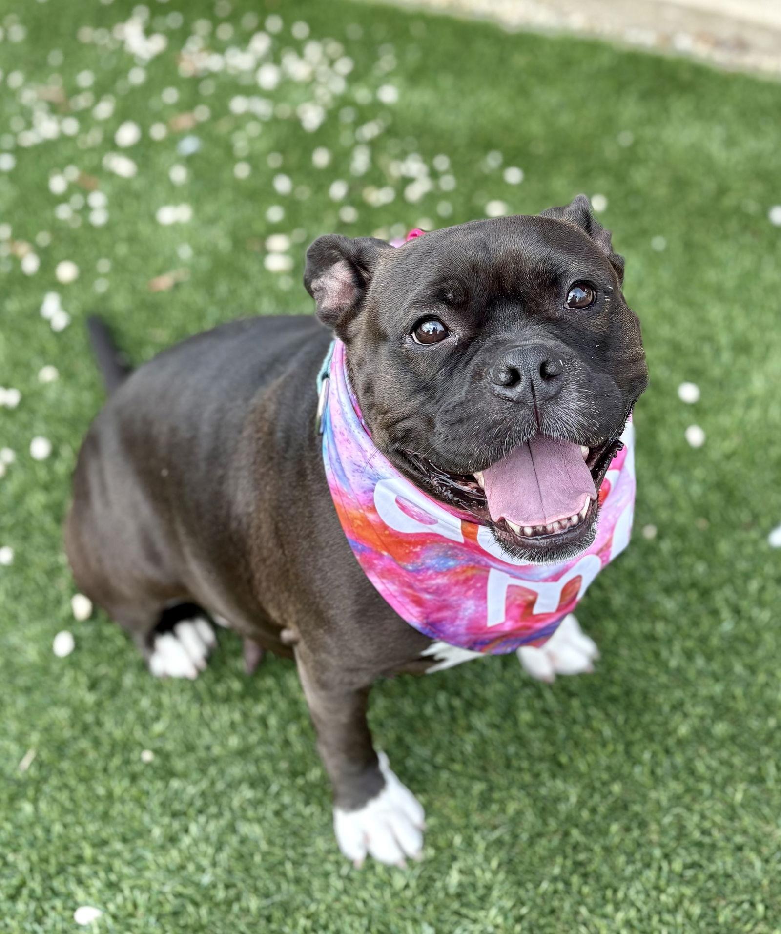 Enlarge Cassie, a Adoptable American Bulldog in Spring Lake, NJ image 1/3